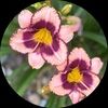 ladybugs_24